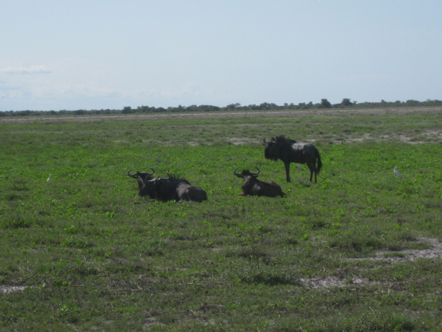 Etosha 413.jpg